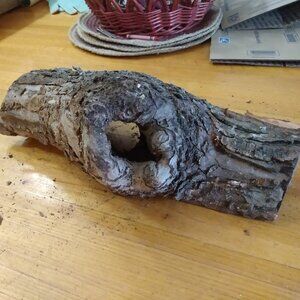 Real Natural Wood Tree Slice with Hollow Knot and Bark Taxidermy Garden Art